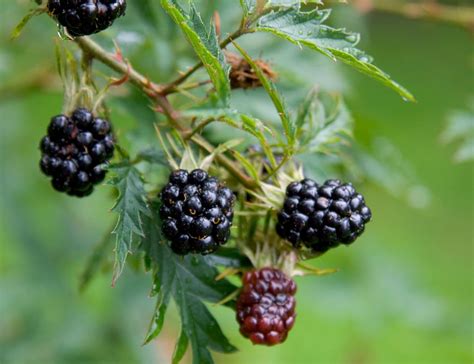 Blackberries Thorny Perennial 30 Seeds British Columbia Wild Blackberry