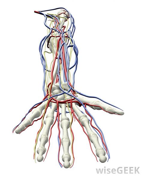 What Is The Difference Between Arteries Veins Blood