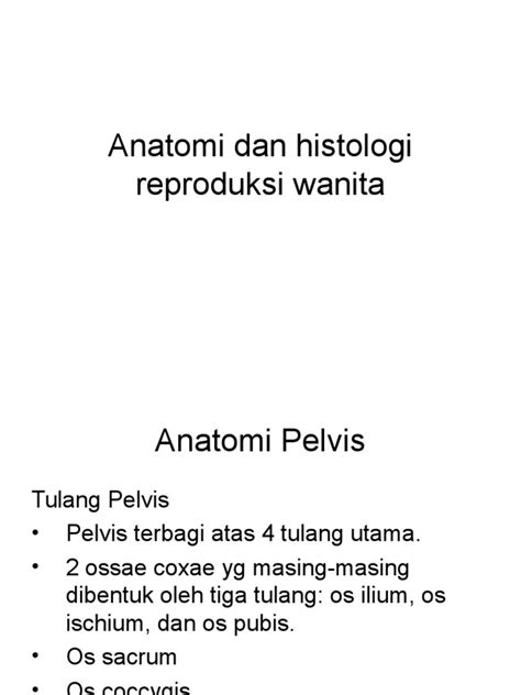 Histologi Sistem Reproduksi Pria Anatomi My Xxx Hot Girl