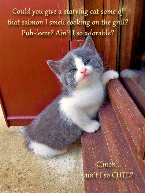 28 May 2015 Animal Funnies Aint I So Cute Voices