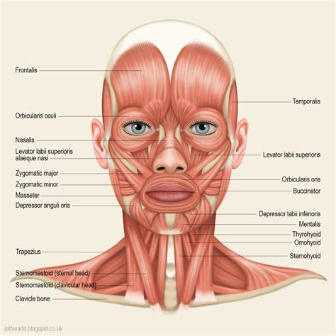 This article describes the anatomy of the head and neck of the human body, including the brain, bones, muscles, blood vessels, nerves, glands, nose, mouth, teeth, tongue, and throat. Muscle Diagram Of Head Diagram Of Head And Neck Muscles Head And Neck Muscles - Anatomy | Neck ...