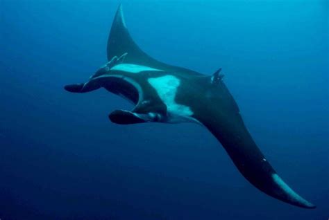 Manta Rays Facts And Information Scuba Center Asia