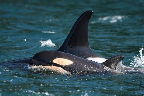 New Orca Baby Born To Southern Resident L Pod The Seattle Times