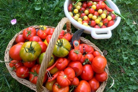 Les Meilleures Variétés De Tomates Reproductibles à Cultiver