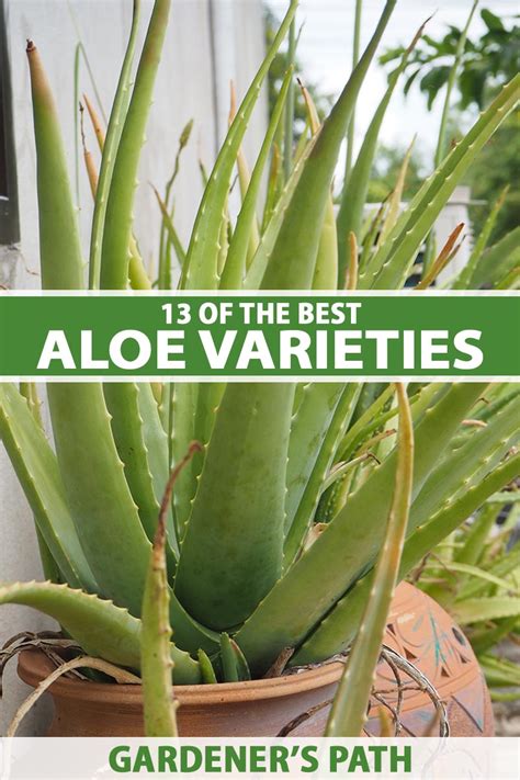 13 Of The Best Aloe Varieties For Landscaping And Containers