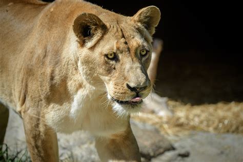 New Lion Exhibit Opens At Perth Zoo Perth Zoo