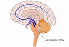 El área tegmental ventral, anatomía y función