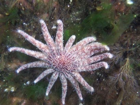 Sunflower Sea Star Salish Sea Intertidal Zone · Inaturalist