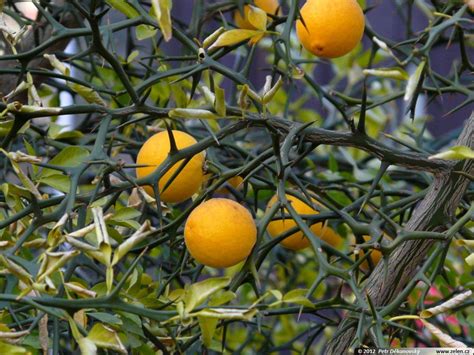 Citrus (Poncirus) trifoliate - Hardy Orange. Fragrant blooms April to ...
