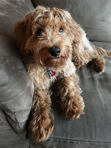 On average, most goldendoodle puppies cost between $1000 and $2500. Meet Walter, my 4 month old Mini-goldendoodle : aww