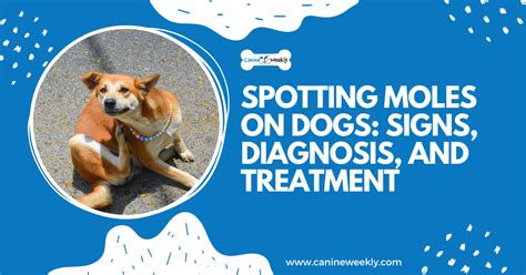 Spotting Moles On Dogs Signs Diagnosis And Treatment