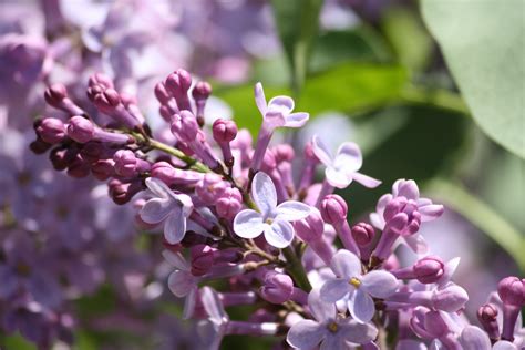 Lovely Lilacs Wallpapers Wallpaper Cave