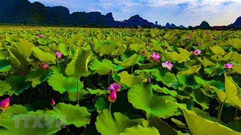 Dreaming Beauty Of Lotus In Ninh Binh