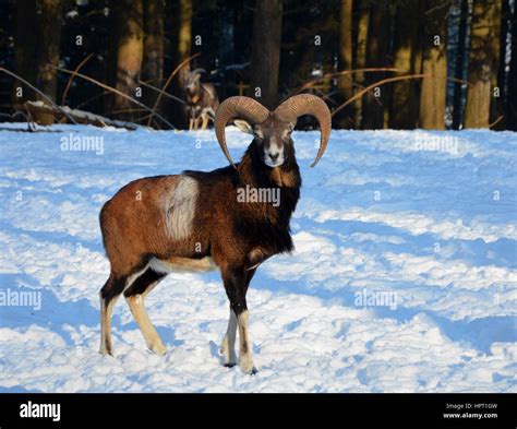 Mouflon In Winter Scenery Germany Stock Photo Alamy