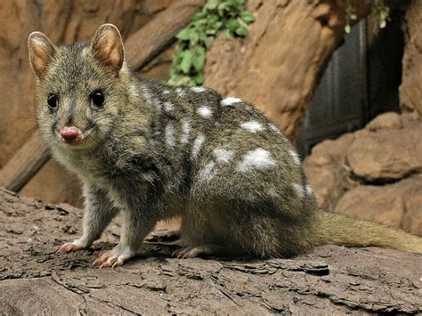 Quoll Facts The Males Die After Only 1 Mating Season Odd Facts