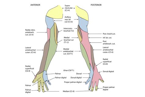 Upper Limb Nerve Distribution