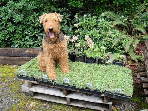 Companion animals are part of our families, but inevitably the time comes for us to say goodbye to them due to old age or disease. Pet Friendly Garden Design Ideas - JimsMowing.com.au