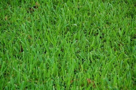 Buffalo Grass Lawn A Photo On Flickriver