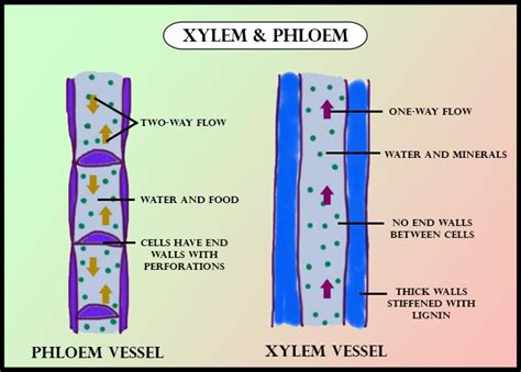 The Difference Between Xylem And Phloem Isaxylem Transports The Food