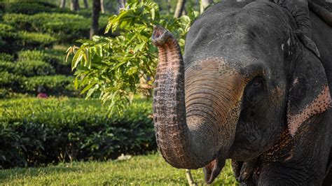 Elephant Raising Its Trunk · Free Stock Photo