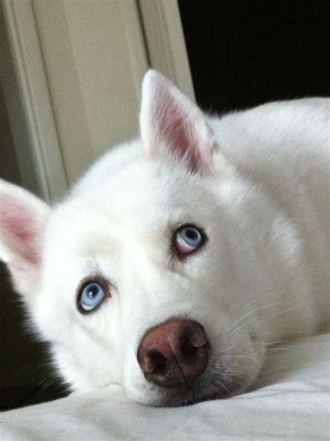 Sweet White Siberian Husky With Big Blue Eyes ♥ Siberianhusky