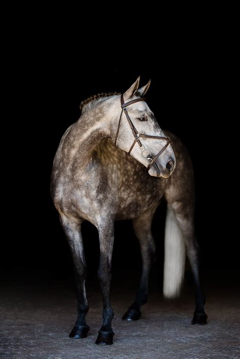 Dappled Grey Horse Black Background Horse Portrait Nicole Schultz