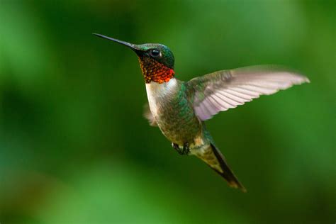 Pictures Of Humming Birds Ruby Throated Hummingbird Wikidata