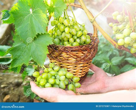 Female Harvesting Fresh Grapes Stock Image Image Of Grapevine Grapes