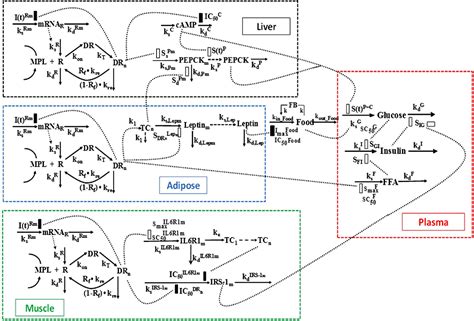 Figure 1 From Meta Modeling Of Methylprednisolone Effects On Glucose Regulation In Rats
