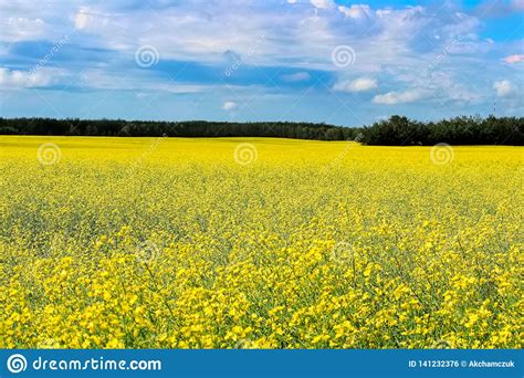 View Of A Canola Field In Full Bloom With A Cloudy Sky Stock Photo