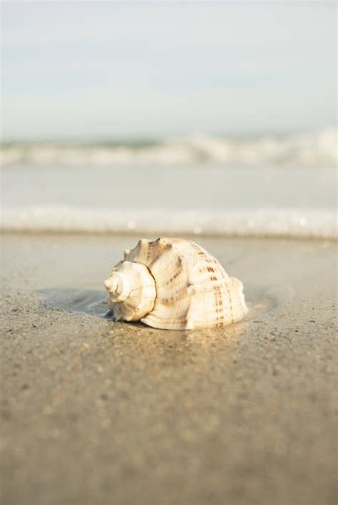 Seashells On The Seashore Ocean Sand Wave Grass Shoreline Beach