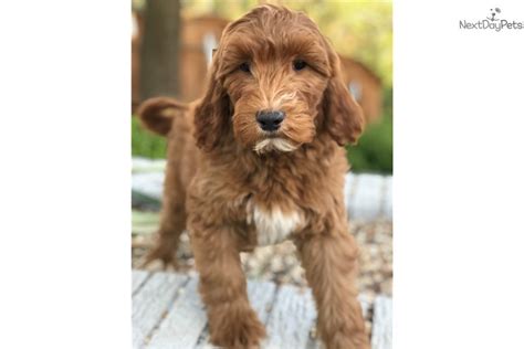 Then, you're in the right place. Goldendoodle puppy for sale near Dallas / Fort Worth ...