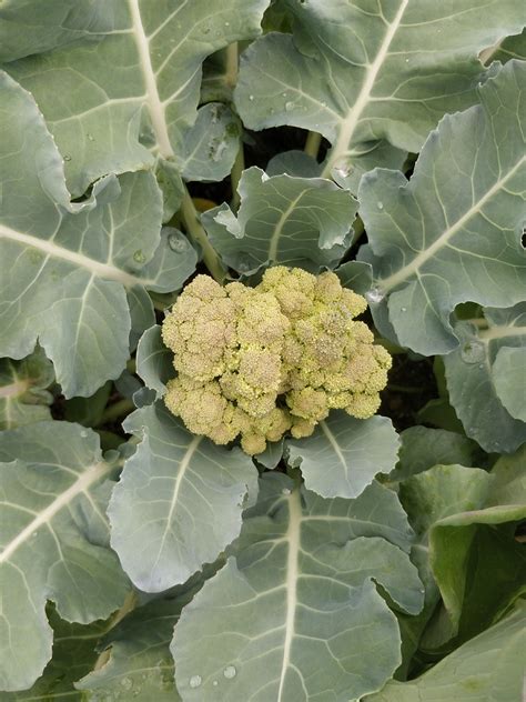 Pale Small Broccoli Heads Horticulture Efao Online Community Forum