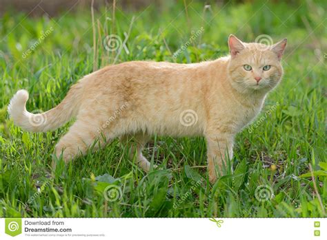 Bright Red Cat With Turquoise Eyes For A Walk Stock Image