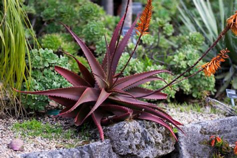 Maybe you would like to learn more about one of these? 20 Different Types of Aloe Plants - Garden Lovers Club