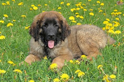 Leonberger Dog Breed Information Buying Advice Photos And Facts
