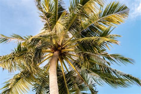 How To Cure Palm Tree Fungus Hunker