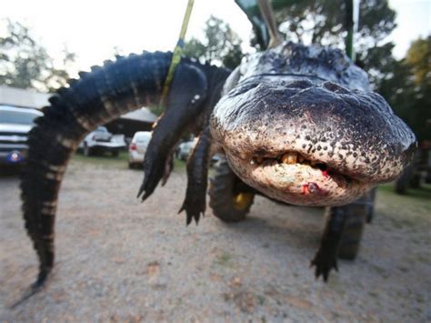 It is dangerous to approach. Alabama Family Catches Record-Breaking Alligator - ABC News