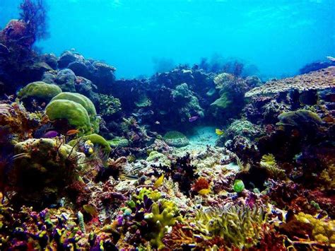 30 Pemandangan Alam Bawah Laut Raja Ampat Indah Tak Terkalahkan