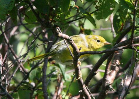Birding With Lisa De Leon Immature Yellow Warbler Fooled Me