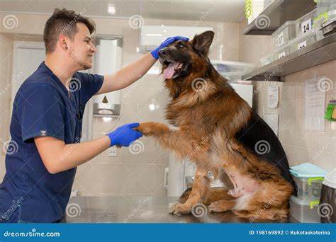 Young Vet At The Clinic With A Dog German Shepherd Breed Animal