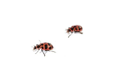 q why do ladybugs have spots answer scientists believe that the red and black coloring warn