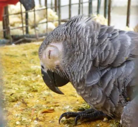 Signs Of Possible Illness In An African Grey Parrot African Parrot