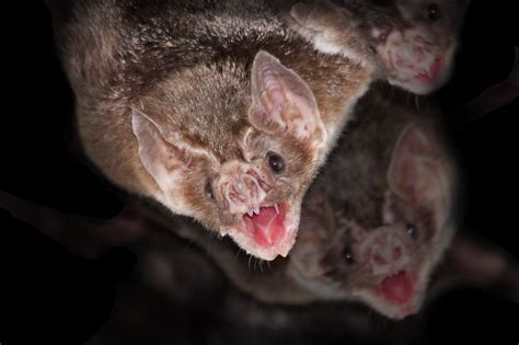 Vampire Bats Carry Bacteria That Cause Deadly Infections In Humans