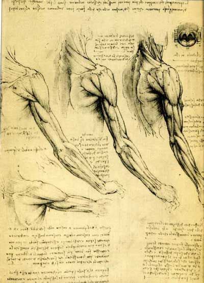 Braços Visão Posterior Estudo Anatomia Em 2019 Anatomy Art