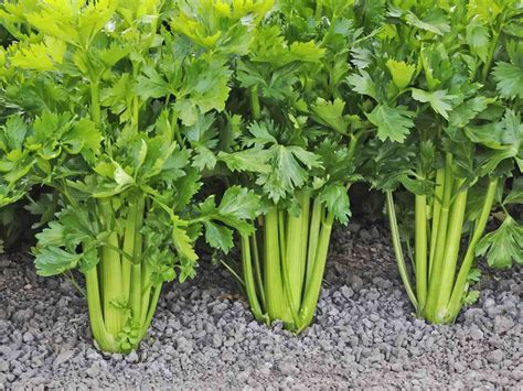 5 Challenging Vegetables To Grow