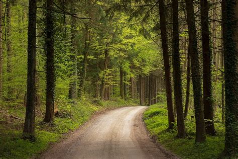 Hd Wallpaper Away Forest Path Nature Trees Landscape Trail