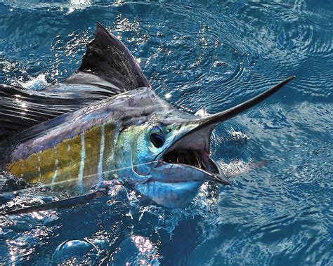 Sailfish Fastest Fish In The Ocean • Lazer Horse