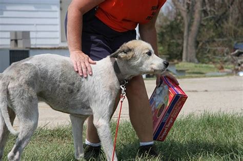 Joplin Tornado Casualties Dogs And Cats