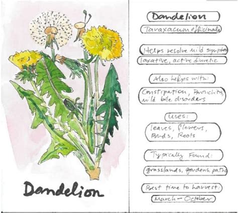 The Health Benefits Of Dandelion Healthy Hildegard